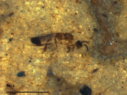 Genus sp