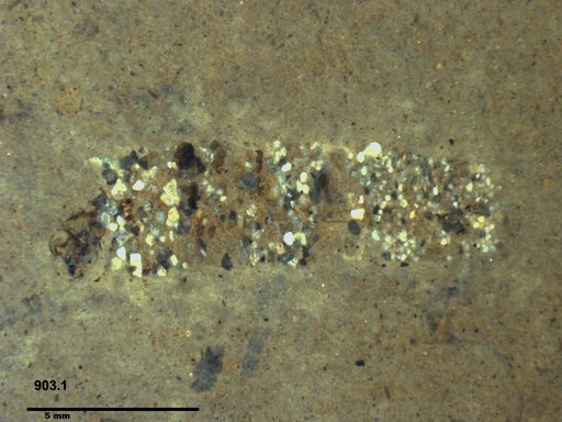 Genus sp