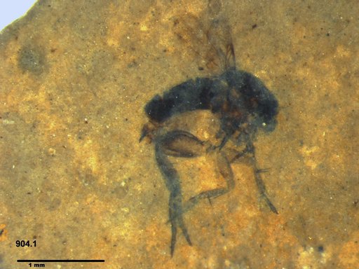 Phoridae