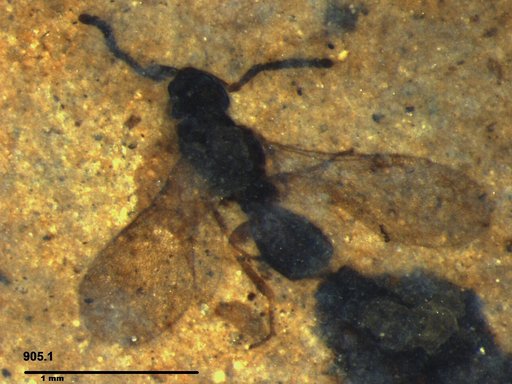 Diapriidae