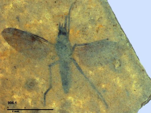 Diptera