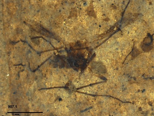 Diptera