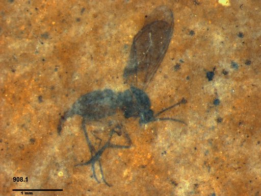 Sciaridae