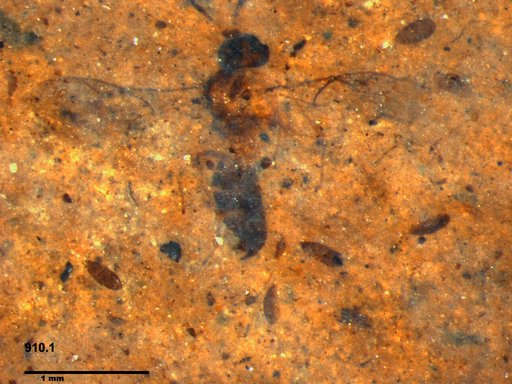 Ichneumonidae