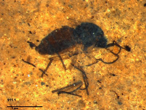 Diptera