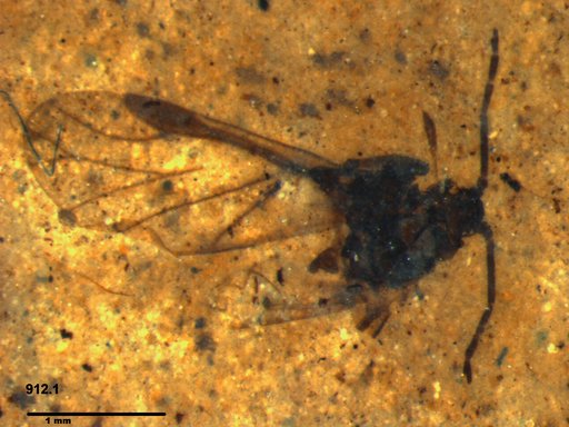 Aphididae