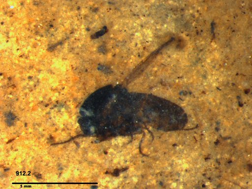 Diptera