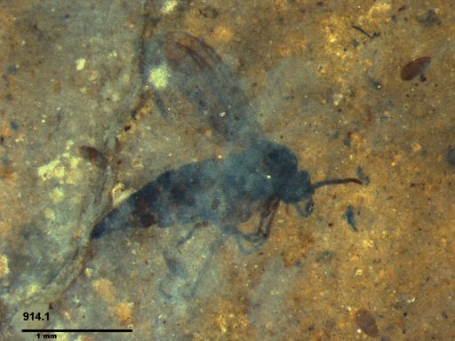Sciaridae