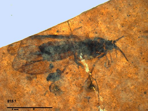 Genus sp