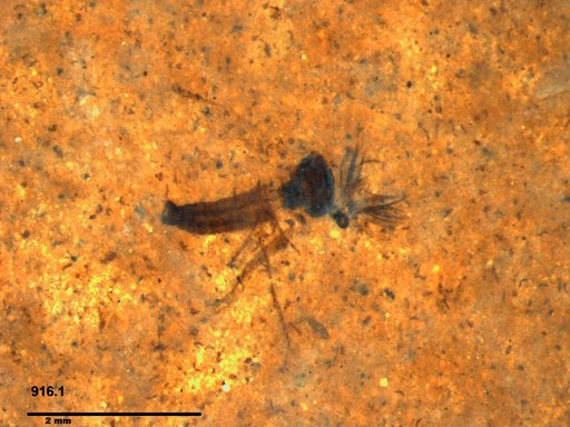 Diptera
