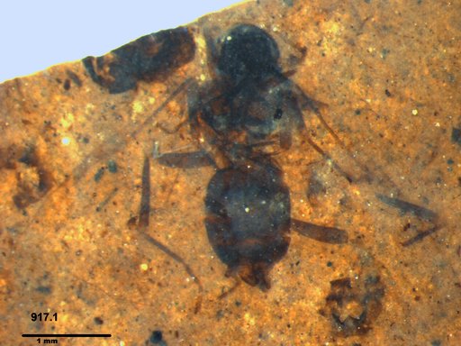 Formicidae