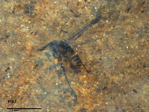 Aphididae