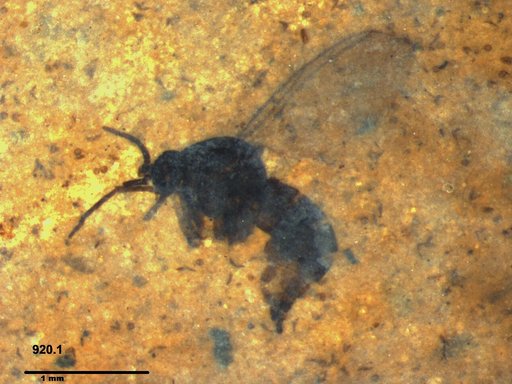 Diptera
