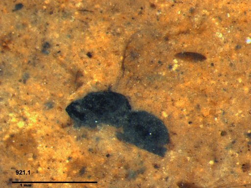 Genus sp