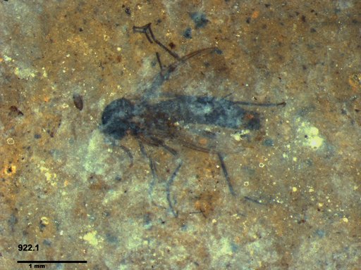 Diptera