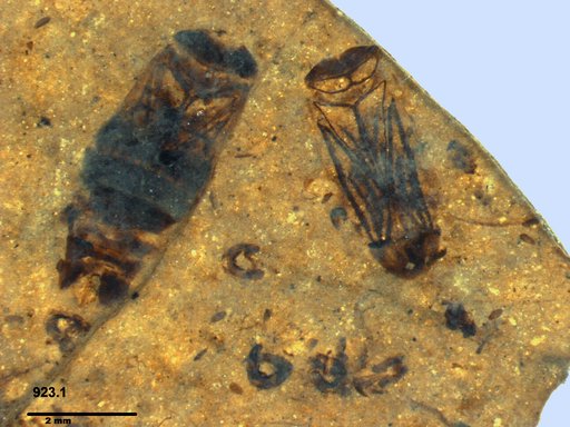 Corixidae