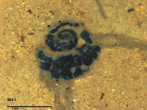 Gastropoda