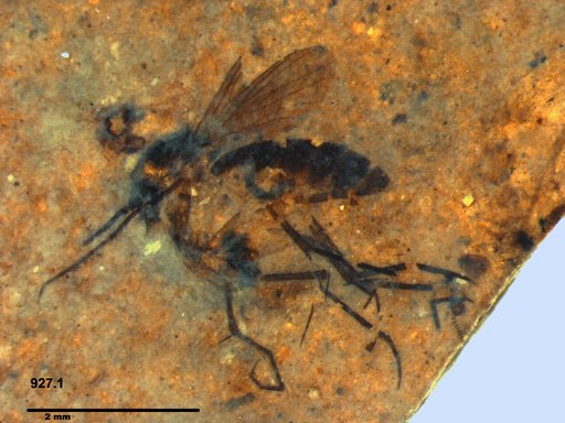 Mycetophilidae