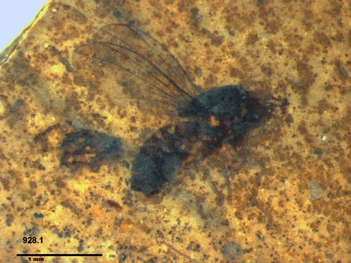 Diptera
