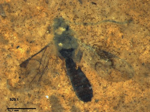 Ichneumonidae
