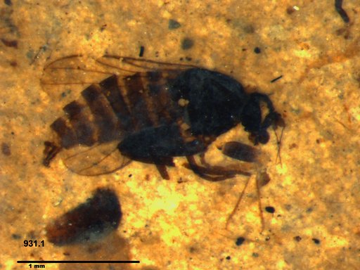 Diptera