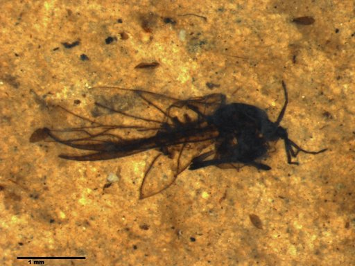 Aphididae