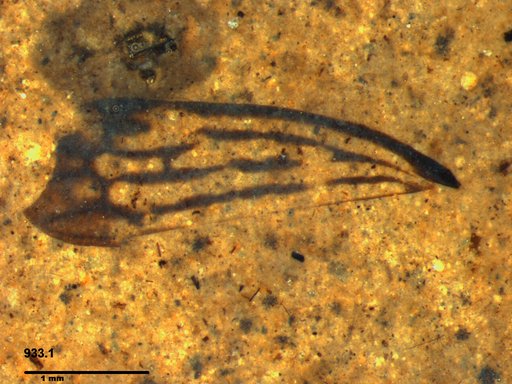Genus sp
