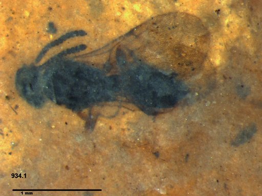 Diapriidae