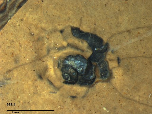 Gastropoda