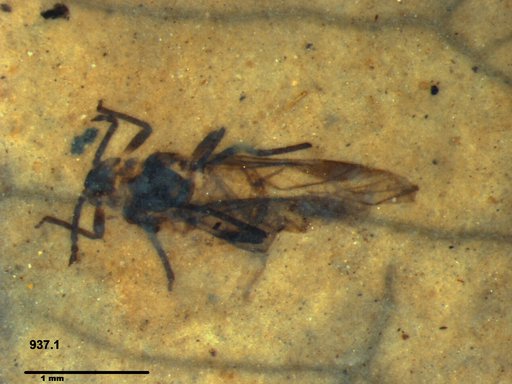 Aphididae