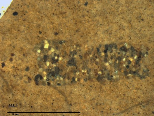 Genus sp