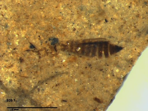 Genus sp