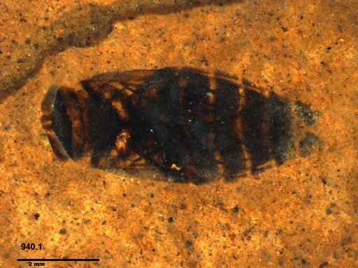 Corixidae