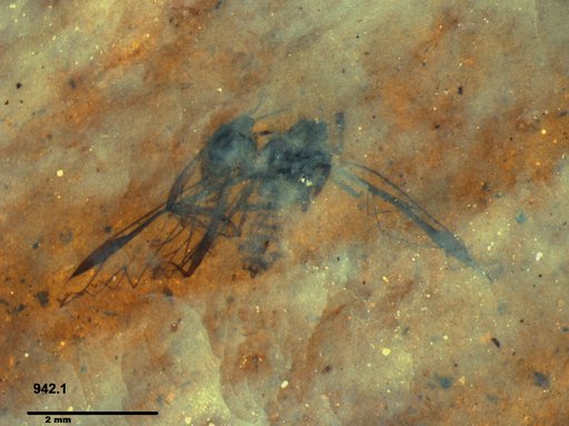 Aphididae