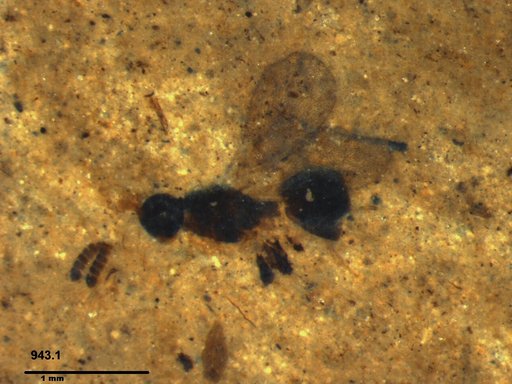 Platygastridae