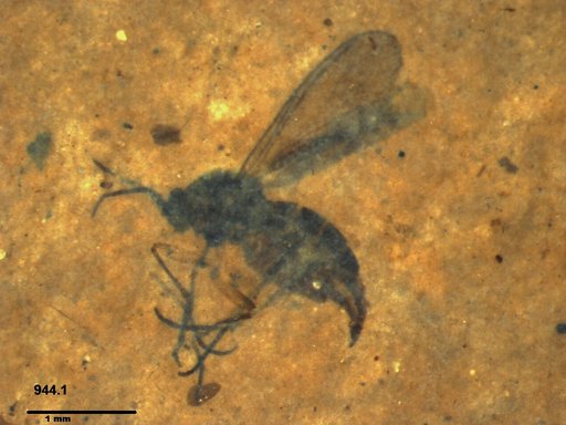 Sciaridae