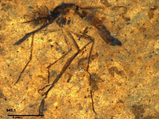 Genus sp