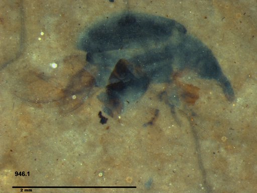 Genus sp