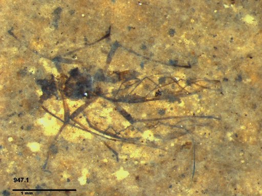 Aphididae