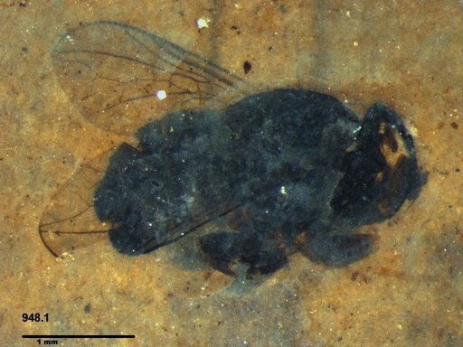 Diptera