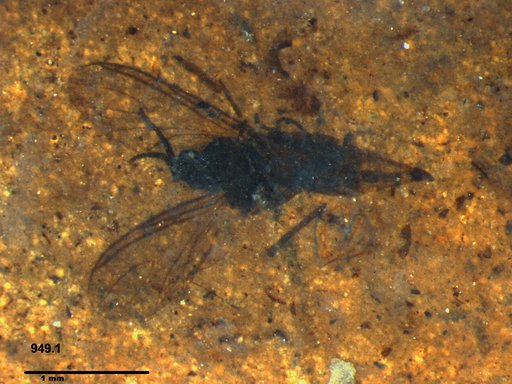 Sciaridae