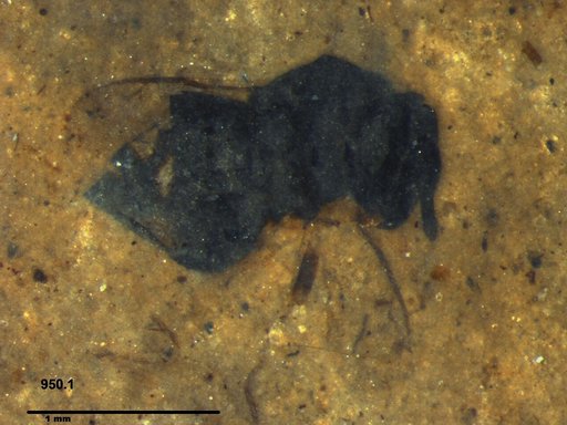 Genus sp
