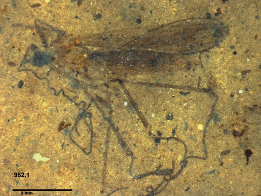 Diptera