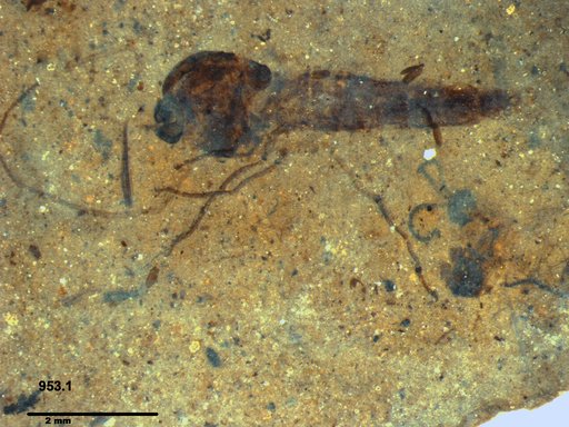 Genus sp