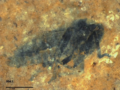 Insecta