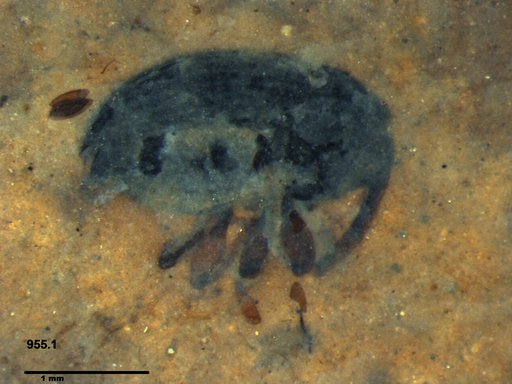 Genus sp
