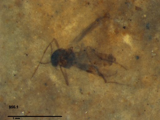 Diptera