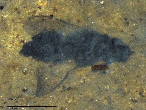 Genus sp