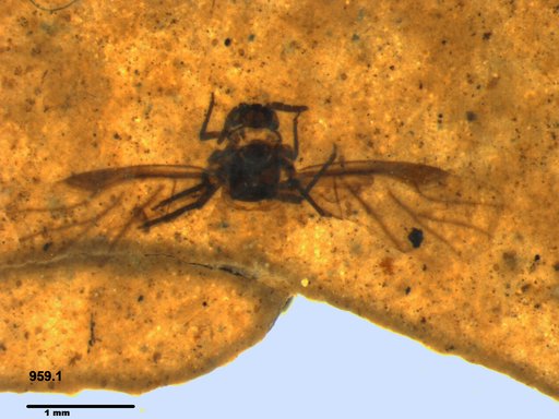 Aphididae