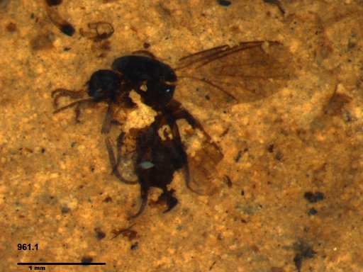 Diptera